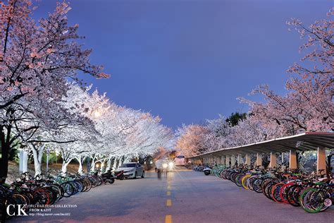 대전 벚꽃 립카페